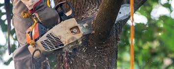 Best Tree Health Inspection  in Becker, MN