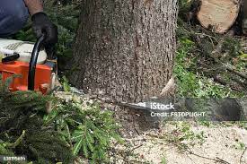 Best Root Management and Removal  in Becker, MN