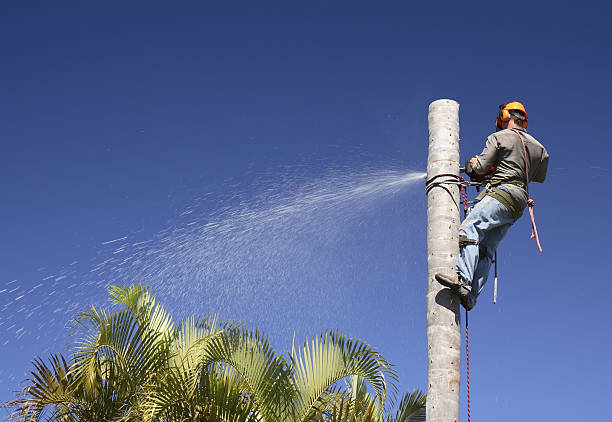  Becker, MN Tree Care Pros