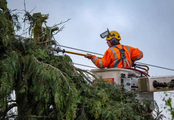 Best Storm Damage Tree Cleanup  in Becker, MN