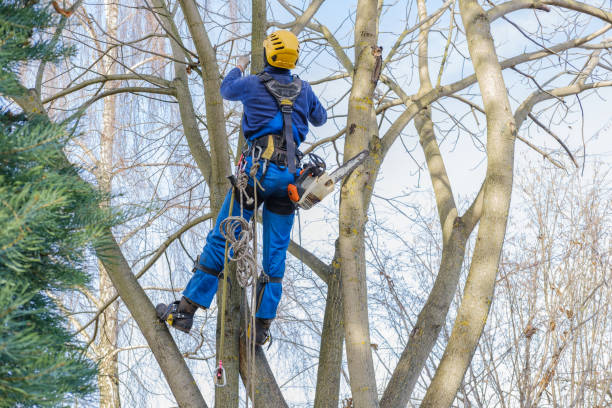 Best Tree Preservation Services  in Becker, MN