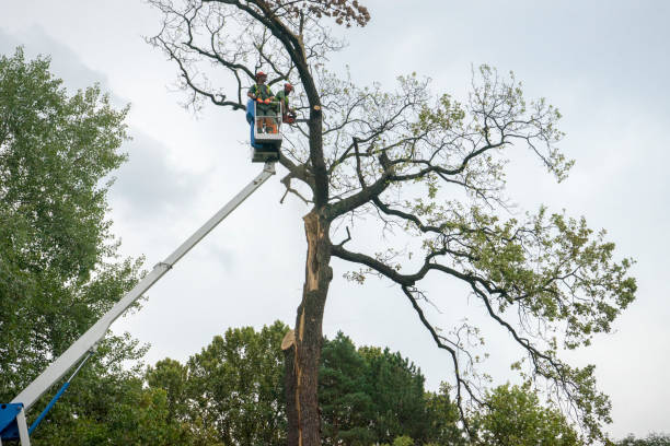 Best Tree Mulching  in Becker, MN