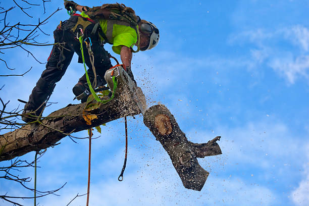 Best Tree Maintenance Programs  in Becker, MN