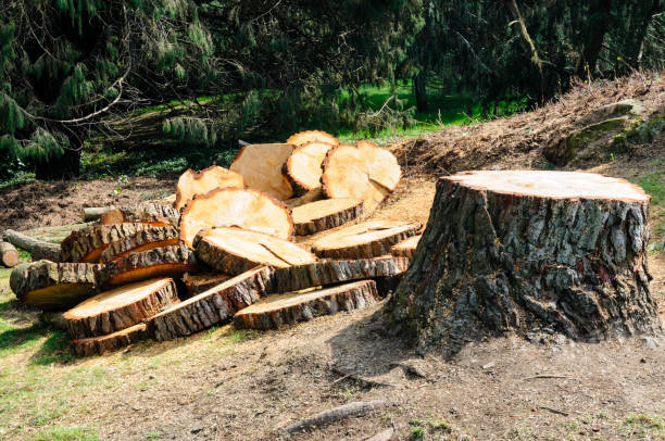 Best Emergency Tree Removal  in Becker, MN